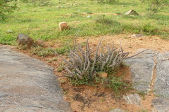 Caralluma adscendens var. fimbriata